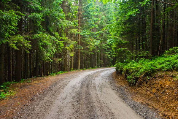 Strada attraverso una pineta — Foto Stock