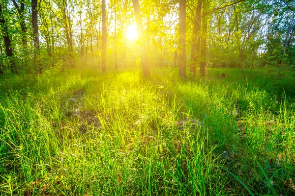 Floresta verde de verão em raios de sol da tarde — Fotografia de Stock