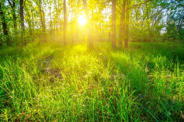 Zomer groen bos in een stralen van avondzon — Stockfoto