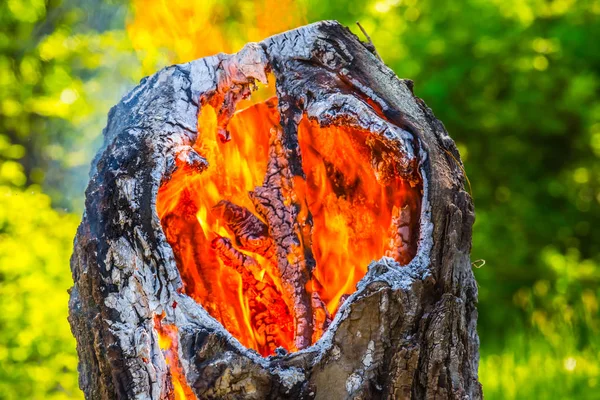 Ağaç gövdesi bir ormanda yanan portre — Stok fotoğraf