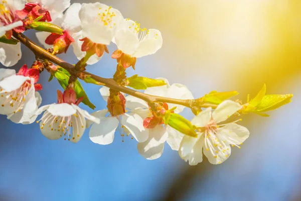 Feche o ramo de damasco em uma flor — Fotografia de Stock