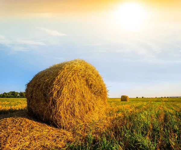 Wheat ear after a harvest at the sunset — Stock Photo, Image