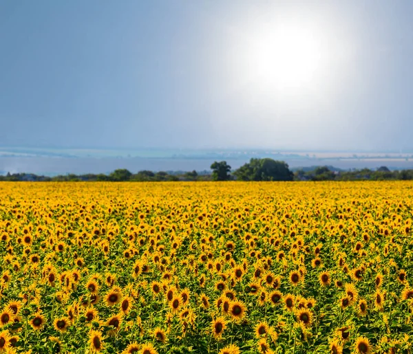 Sommaren solros fält under en gnistrande sol — Stockfoto