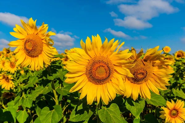 Closeup  sunflowers on a blue sky background — Stock Photo, Image