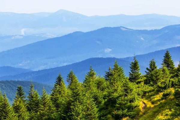 Pineta su un pendio di montagna nebbioso — Foto Stock