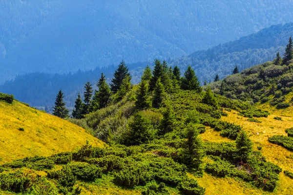 Closeup floresta de pinheiros entre uma montanha verde — Fotografia de Stock
