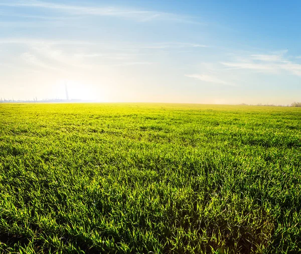 Green rural field at the early morning — Stock Photo, Image