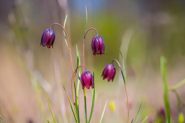 Small closeup wild tulip flower — Stock Photo, Image