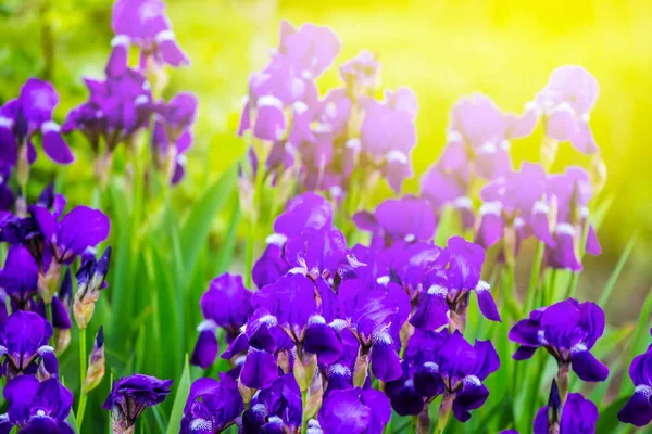 Güneş ışınlarının güzel mor çiçekler — Stok fotoğraf