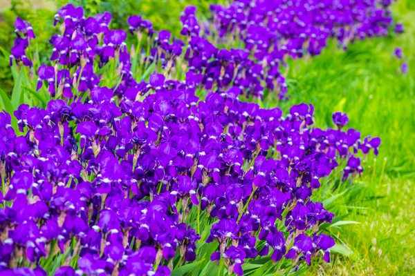 紫の花のクローズ アップのヒープ — ストック写真