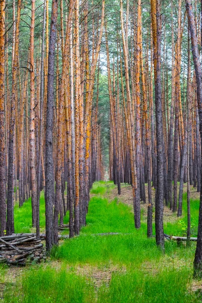 Rangées de pins dans une forêt — Photo