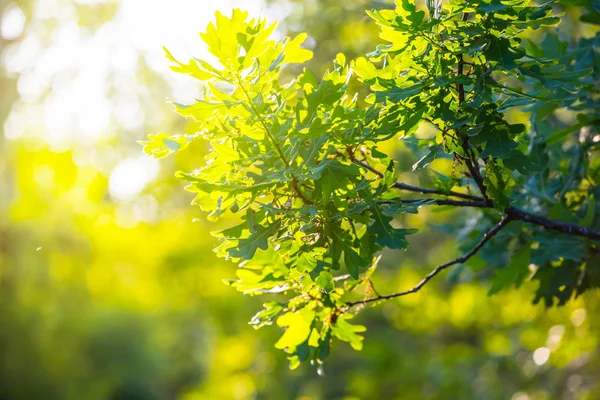 Närbild trädgren i en strålar från solen — Stockfoto