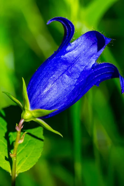 Closeup blue bell bloem — Stockfoto