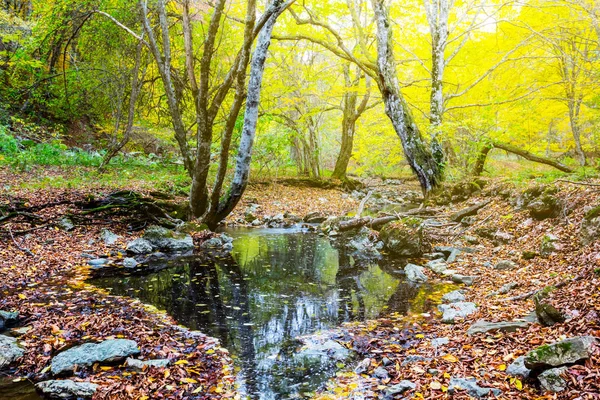 Pequeño estanque en un bosque de otoño — Foto de Stock