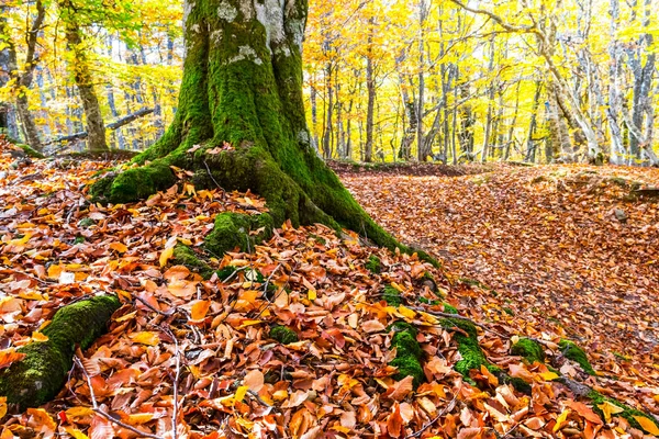 Zbliżenie beech tree w lesie wśród czerwone suche liście — Zdjęcie stockowe