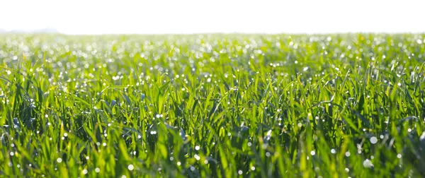 Hermoso campo de trigo verde panorama en la madrugada — Foto de Stock