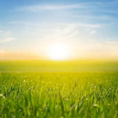 gün batımında yeşil kırsal alan