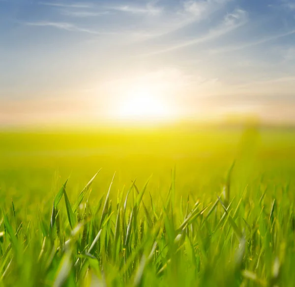 Green rural field in a rays of evening sun — Stock Photo, Image