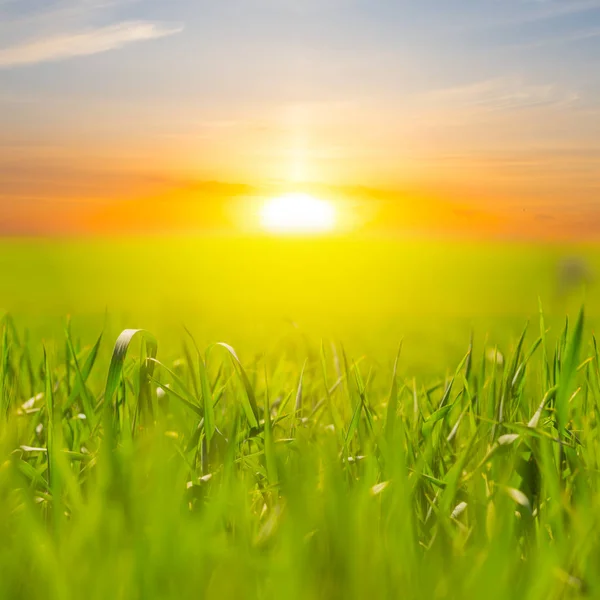 Green rural field at the sunset — Stock Photo, Image