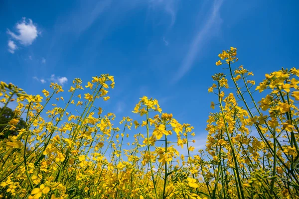 Nahaufnahme gelbe Rapsblüten auf blauem Himmel Hintergrund — Stockfoto