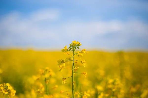 Closeup yellow rape flowers on a blue sky background — Stock Photo, Image