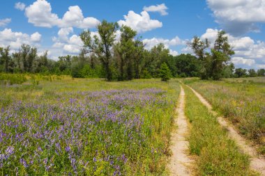 Yaz çayır bir çıtır