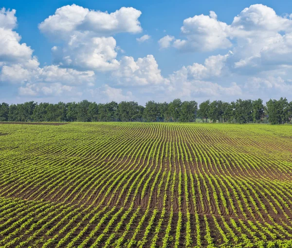 Verdes campos rurales de verano bajo un cielo nublado —  Fotos de Stock