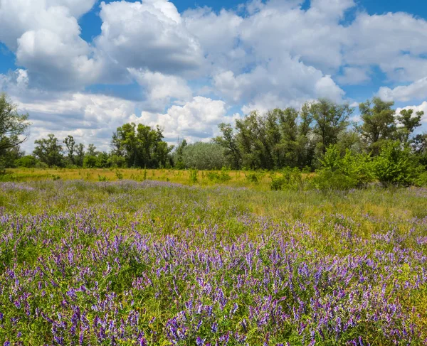 Sommer marker i en blomster - Stock-foto