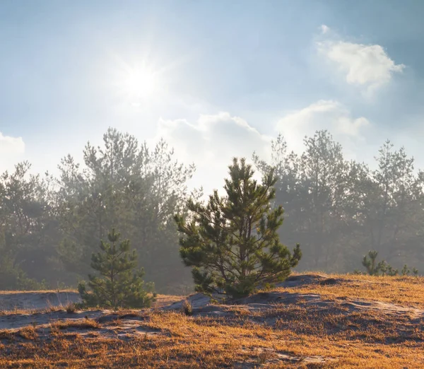 朝早くに松の森 — ストック写真