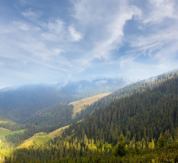 Зеленый склон горы в лесу — стоковое фото