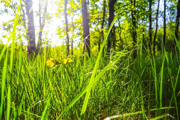 Güneş ışınlarının tatlı yeşil orman glade — Stok fotoğraf