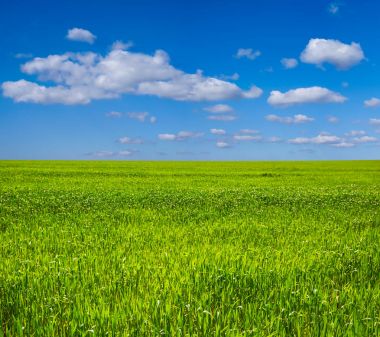 güzel yaz kırsal yeşil alanların peyzaj