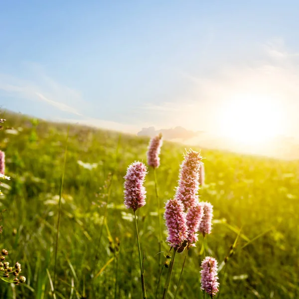 Flores de color rosa en una pendiente de monte verde al atardecer —  Fotos de Stock