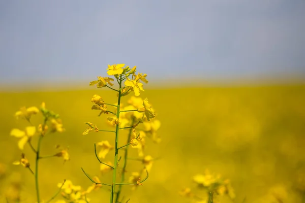 Champ de viol jaune gros plan — Photo