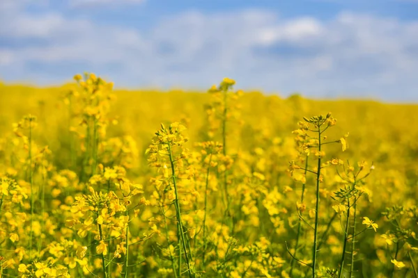 Gelbes Rapsfeld unter blauem bewölkten Himmel — Stockfoto