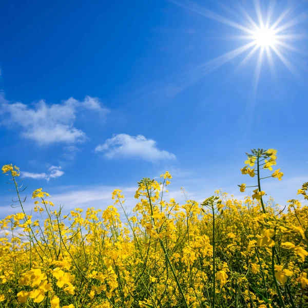 Желтое рапсовое поле под искрящимся солнцем — стоковое фото