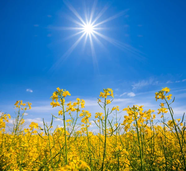 Жовте поле зґвалтування під іскровим сонцем — стокове фото