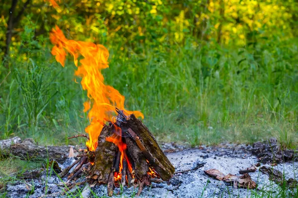 Fuoco di campo di primo piano tra una foresta — Foto Stock