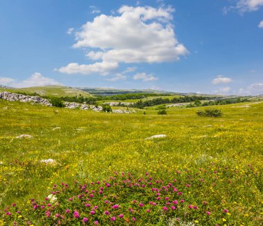 Yeşil dağ Yaylası yaz manzarası