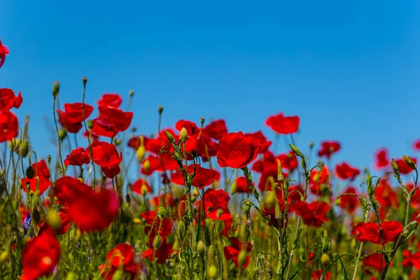 Beaux coquelicots rouges sur un fond bleu ciel — Photo