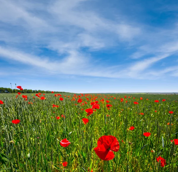 Campo di grano verde con papaveri rossi — Foto Stock