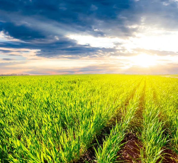 Campos rurais verdes ao pôr do sol — Fotografia de Stock