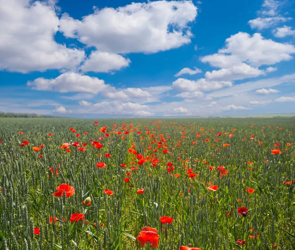 Green fields with red poppy under a cloudy sky — Stock Photo, Image