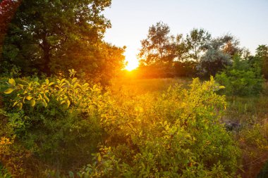 sessiz orman glade gün batımında