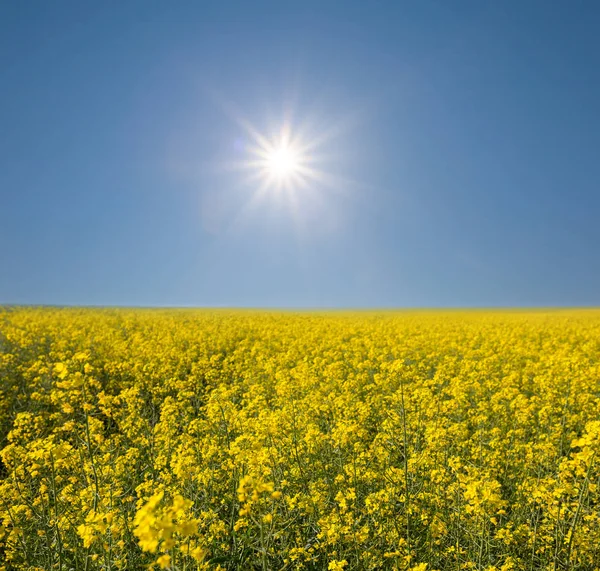 Желтое рапсовое поле под искрящимся солнцем — стоковое фото