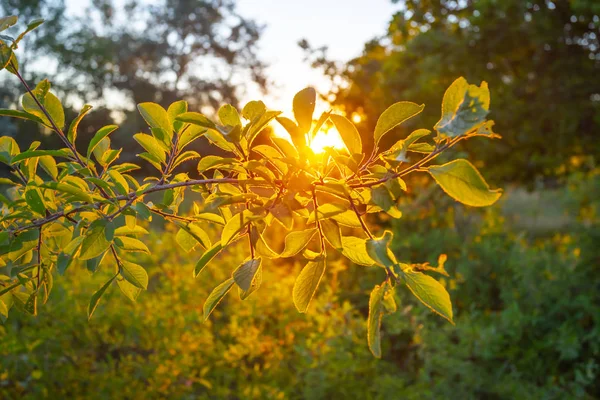 Closeup oak tree at the sunset — Stock Photo, Image