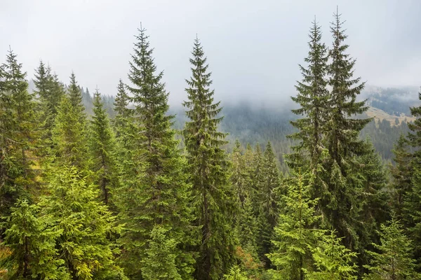 Grüner Tannenwald an einem Berghang im Nebel — Stockfoto