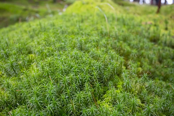 Closeup fluffy green moss glade — Stock Photo, Image