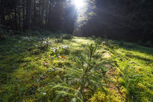 太陽の光で小さな森の空き地 — ストック写真