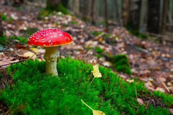 Närbild röda flyagaric svamp i en skog — Stockfoto